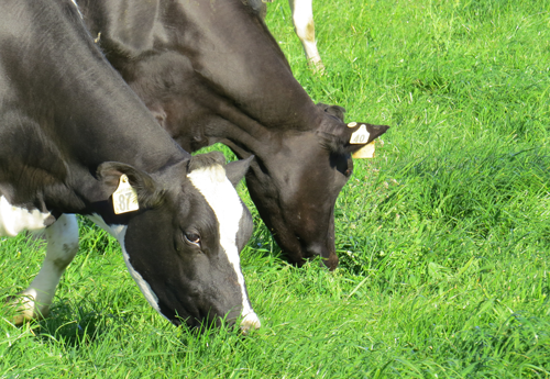 Beach Road Cows